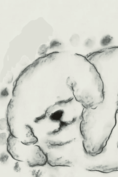 Hokori Inu no Hanashi